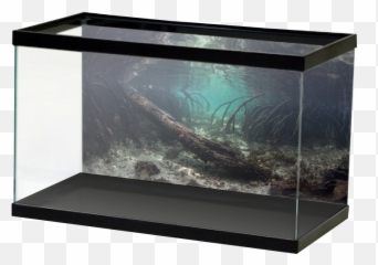 Mangrove Roots Background U2014 Aquarium Vinyl - Aquarium Background Pond Png,Mangrove Png