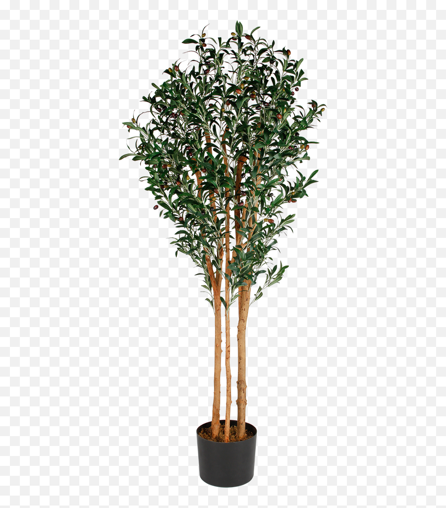 Download Hd Artificial Olive Tree - Tree In Planter Artificial Tree Transparent Png,Olive Tree Png
