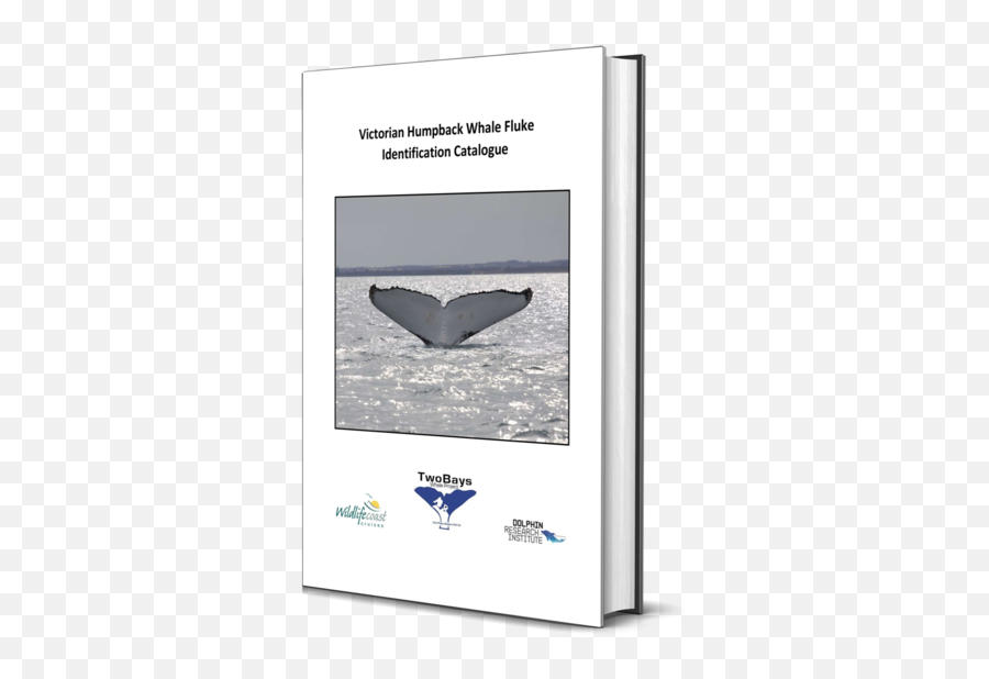 Victorian Humpback Whale Catalogue Release - Dolphin Humpback Whale Png,Humpback Whale Png