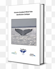 Victorian Humpback Whale Catalogue Release - Dolphin Humpback Whale Png,Humpback Whale Png