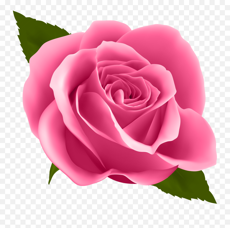 Download Pink Rose Png Image With
