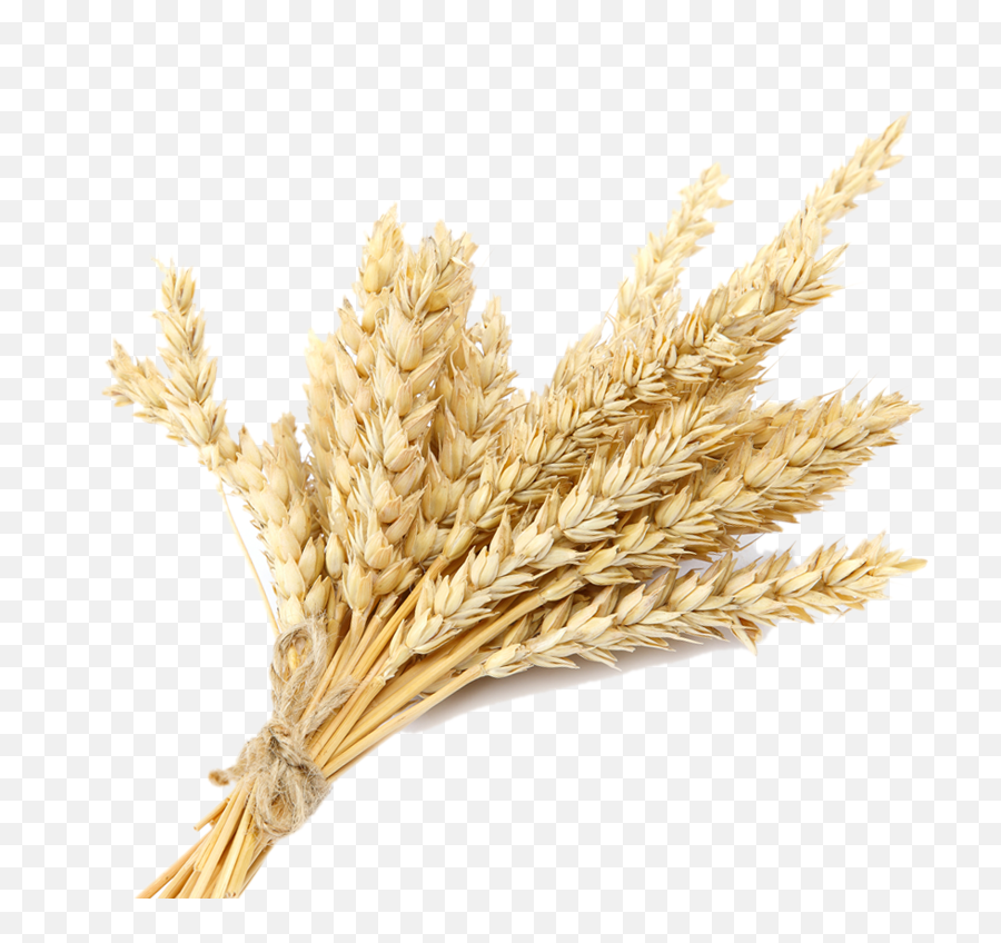 Wheat Plant Images Png - Wheat Plant Png,Wheat Transparent Background