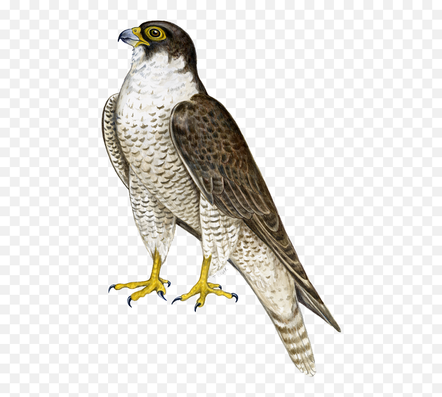 Falcon Png - Peregrine Falcon Transparent Background,Falcon Png
