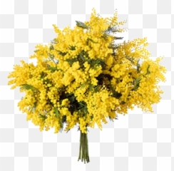 Ramo Mimosa Png 1 Image - Mimosa Bouquet,Mimosa Png
