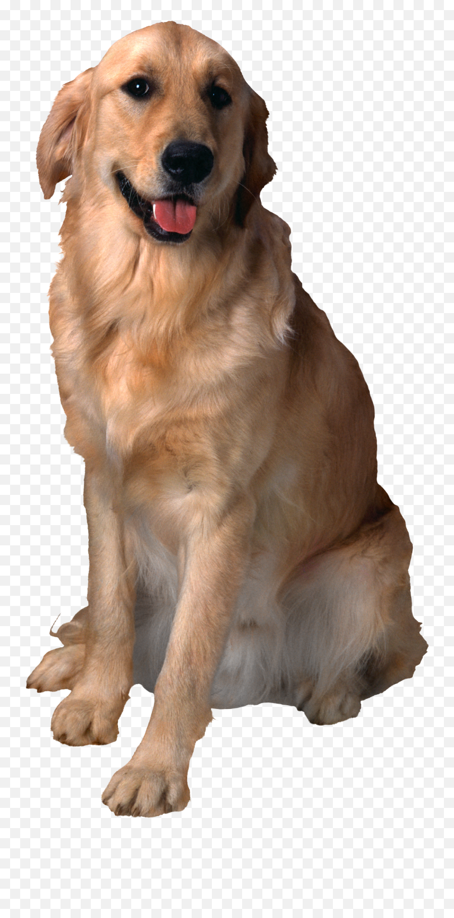 Dog Png Alpha Channel Clipart Images Pictures With - Dog Photo Alpha Channel,Dog With Transparent Background