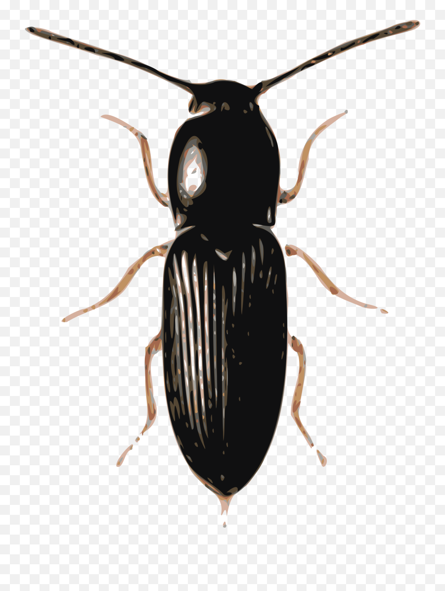 Png Transparent Beetle - Böcek Png,Beetle Png