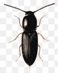Png Transparent Beetle - Böcek Png,Beetle Png