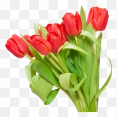 Harika Lale Png Resimleri U2013 Tulip Nisan Forum Flatcast - Png,Tulip Png