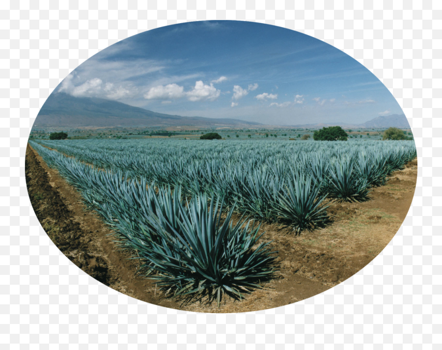 Orgave - Agave Azul Png,Agave Png