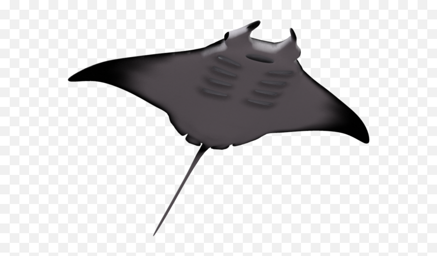 Free Png Manta Ray 02 - Manta Ray Png,Manta Ray Png