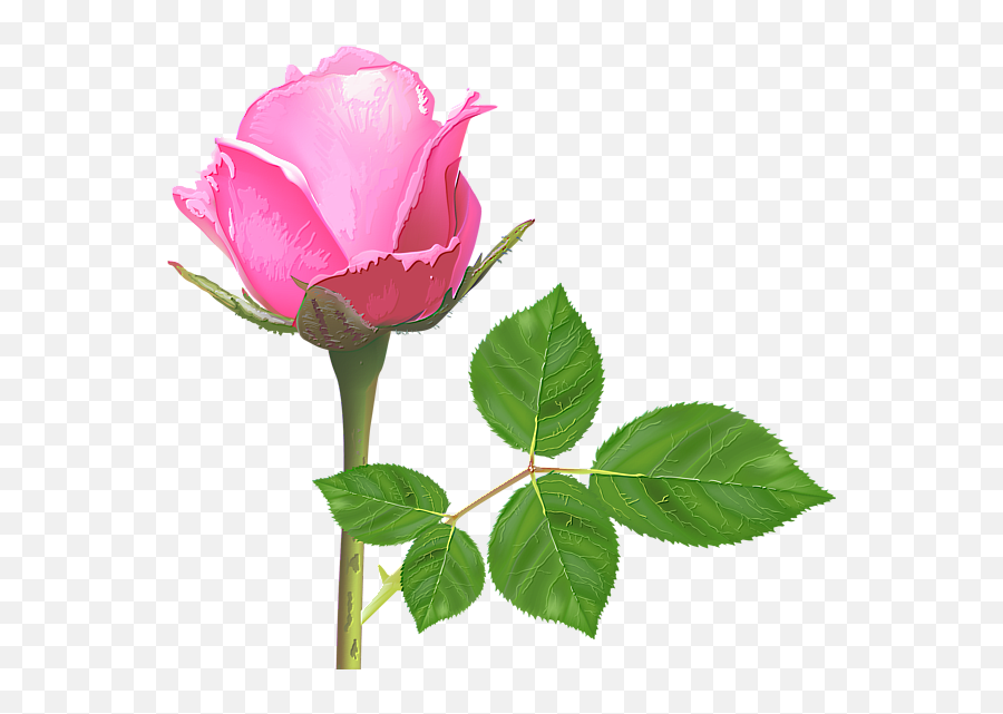 Pink Rose Flower Roses - Flower Pink Rose Images Download Png,Pink Roses Png