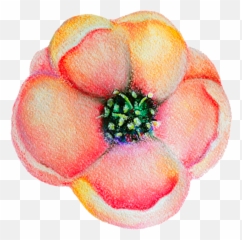 Spring Flower Bloom Decoration Vector - Artificial Flower Png,Dogwood Png