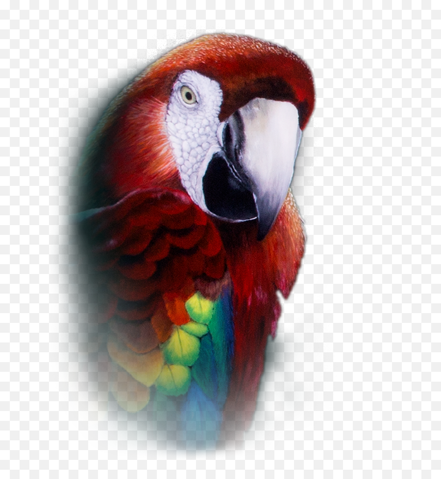Parrot Repeater Pocket Watch - Macaw Png,Parrot Transparent