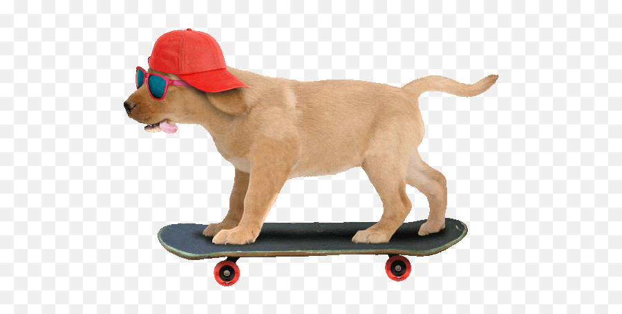 Top Genial Stickers For Android Ios - Dog Animated Gif Transparent Png,Snoop Dogg Gif Transparent