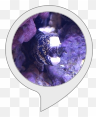 Eel Facts Amazonin Alexa Skills - Body Soul And Spirit Png,Eel Png