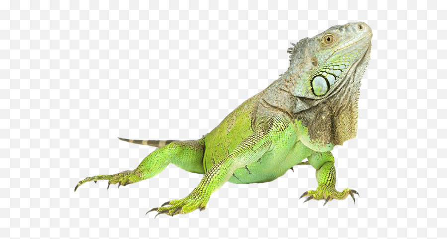 Iguana Png - Iguana Png,Iguana Transparent Background