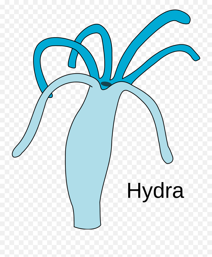 Easy Diagram Of Hydra Transparent Png - Hydra Diagram Without Label,Hydra Png