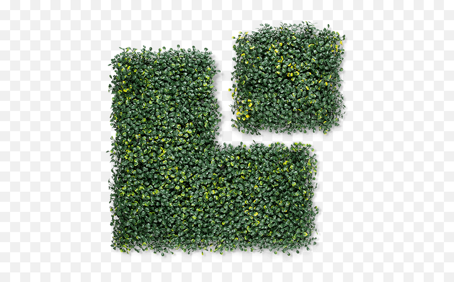 Boxwood Milan Artificial Hedge - Grass Png,Boxwood Png