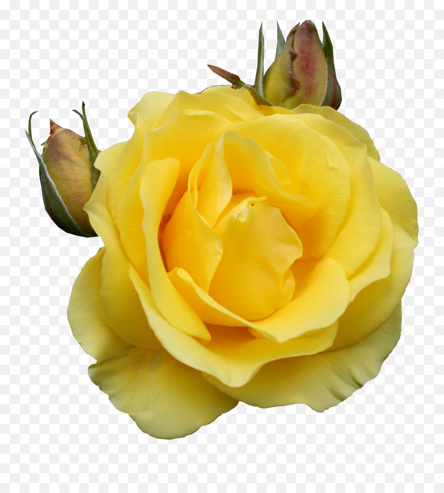 Download Yellow Roses Png Image - Transparent Yellow Rose Gif,Yellow Roses Png