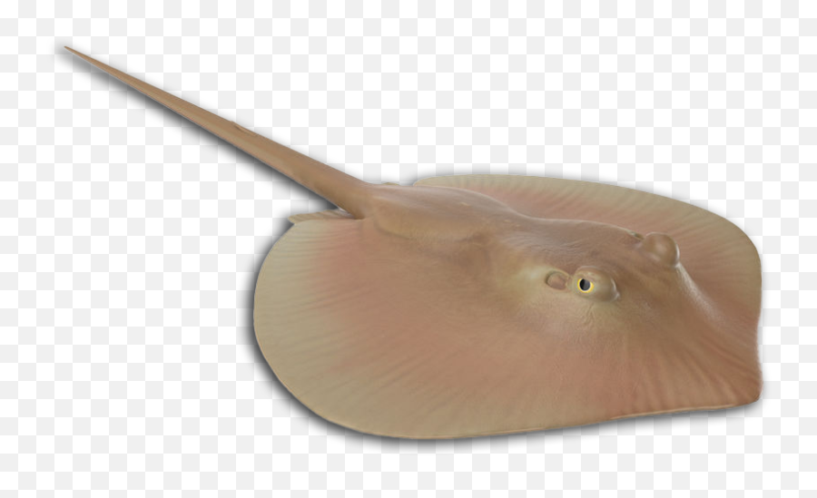 More Louisiana Fish Species - Freshwater Whipray Png,Stingray Icon