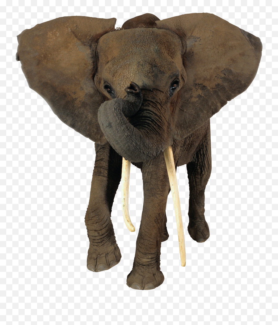 Elephant Png - Transparent Background Elephant Hd Png,Elephant Png