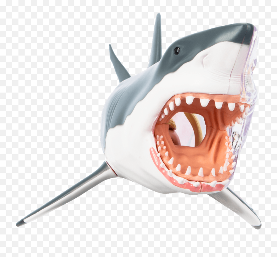 Chum The Dissected Shark - Great White Cute Shark Art Png,Jax Icon