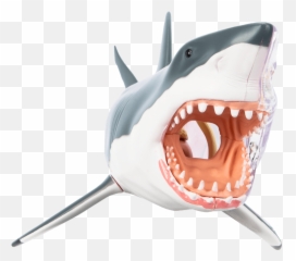 Chum The Dissected Shark - Great White Cute Shark Art Png,Jax Icon