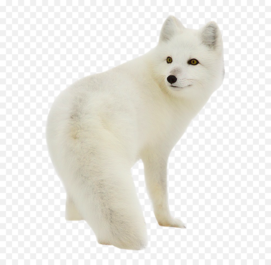 Arctic Fox Png Transparent Image Arts - Transparent Background Arctic Fox Transparent,Fox Png