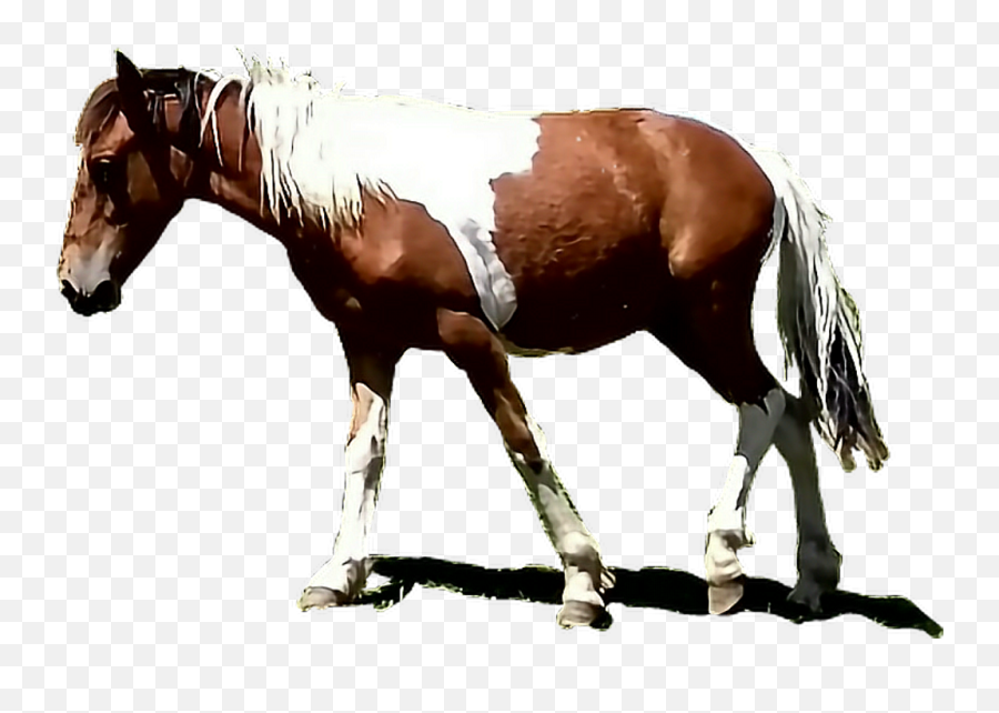 Caballo Sticker - Sorrel Png,Caballo Png