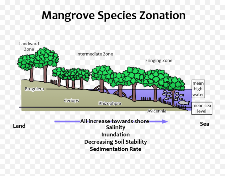 What Are Mangroves U2013 Ccef - Horizontal Zonation Of Mangroves Png,Mangrove Png