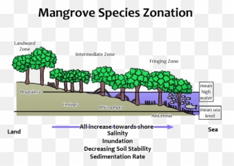 What Are Mangroves U2013 Ccef - Horizontal Zonation Of Mangroves Png,Mangrove Png