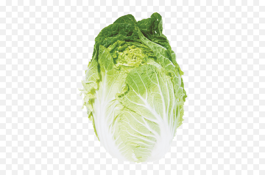 Chinese Cabbage - Napa Cabbage Transparent Png,Cabbage Png