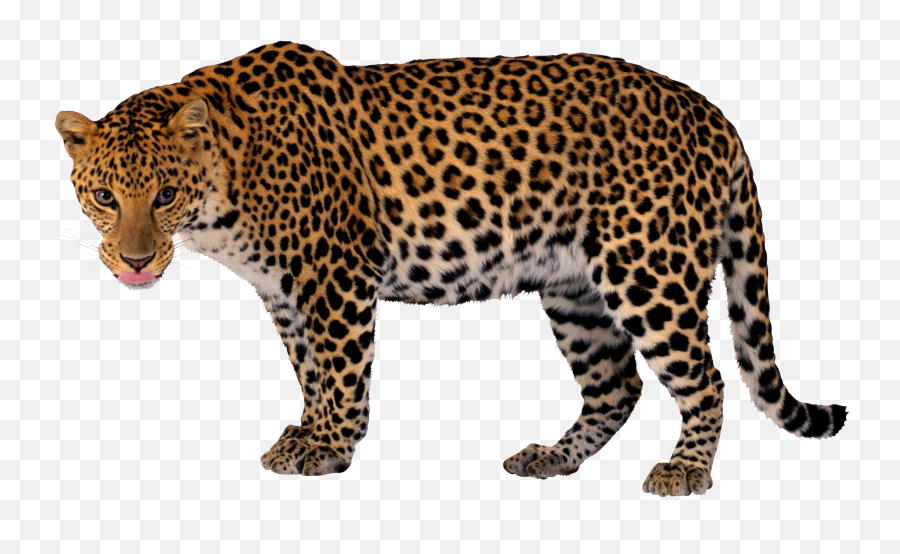 Leopard - Lion Tiger Cheetah Leopard Jaguar Panther Png Jaguar Tiger Cheetah Lion,Jaguar Png