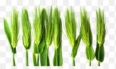 New Corrugated Board Carrier Gel Wheat Flour Based Adhesive - Ble Vert Png,Flour Png