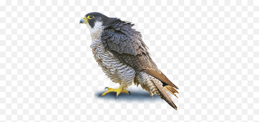 Peregrine Falcon Png 5 Image - Peregrine Falcon Transparent Background,Falcon Png