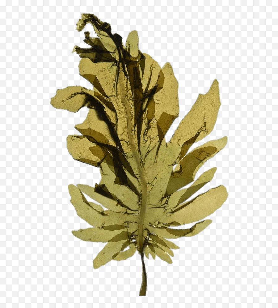 Seaweed Leaf Transparent Png - Algae,Seaweed Png