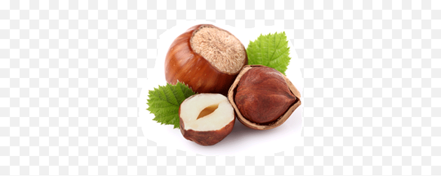 Turkish Hazelnuts Suppliers Oregon - Adalya Hazelnut Png,Hazelnut Png