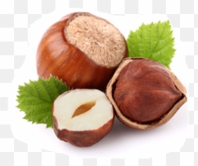 Turkish Hazelnuts Suppliers Oregon - Adalya Hazelnut Png,Hazelnut Png