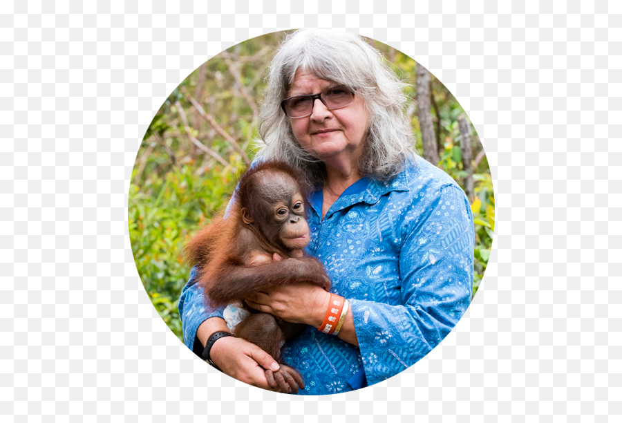 Dr Biruté Mary Galdikas - Birute Galdikas Png,Orangutan Png