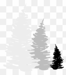Trail Roots - Logo Trees Png