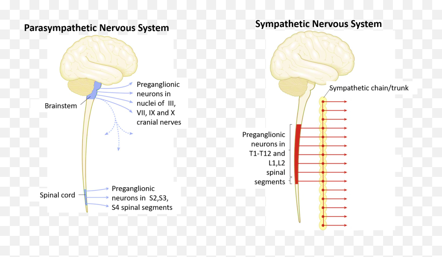 Parasympathetic Outflow - Diagram Png,Nervous System Png