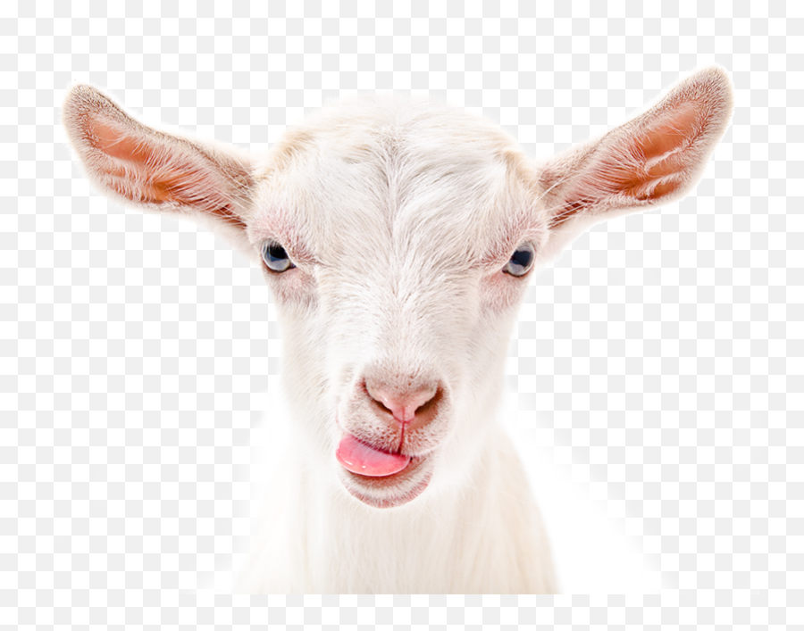 Eye Png - Transparent Goat Face Png,Goat Transparent