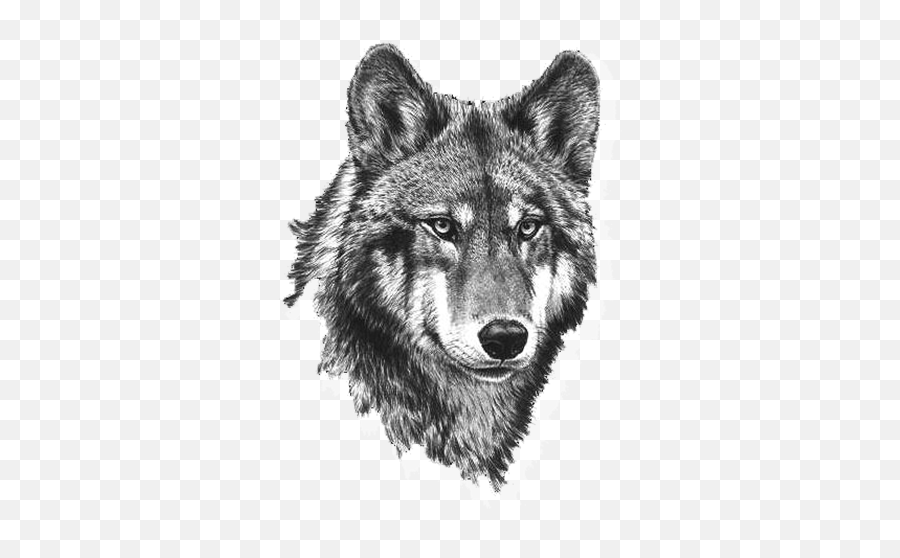 Black And White Wolf Png Transparent - Wolf Black And White,Wolf Head Png