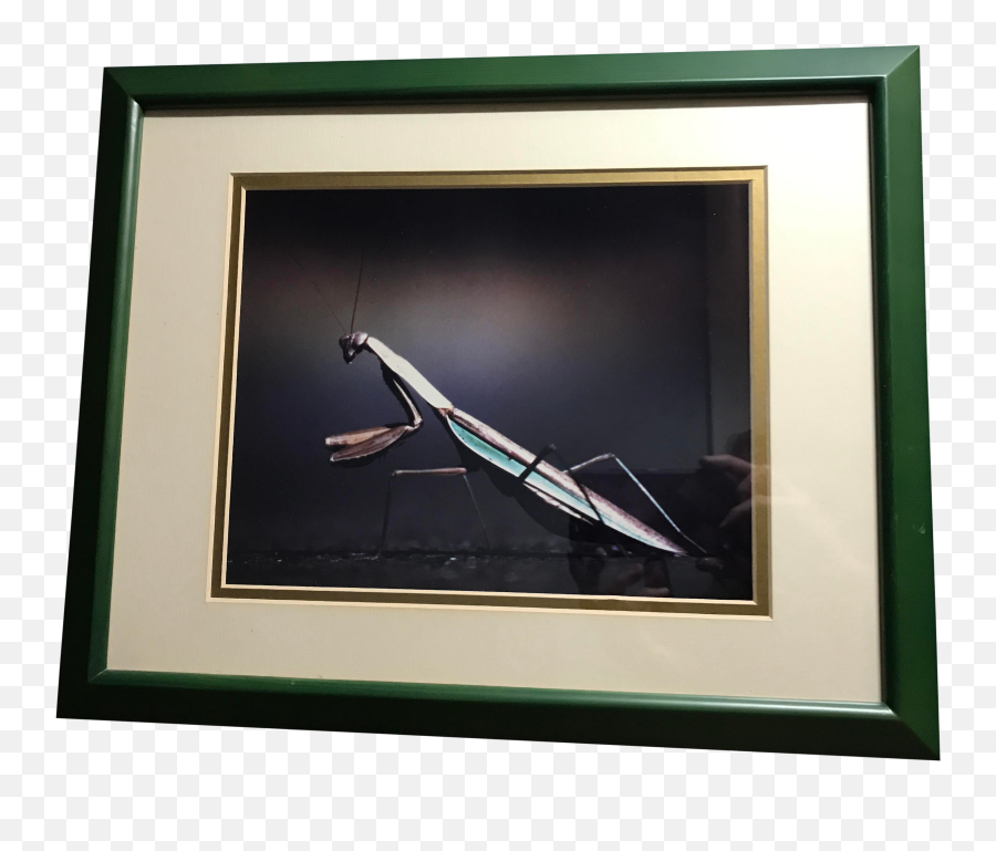 Framed Praying Mantis Photograph - Poster Frame Png,Praying Mantis Png