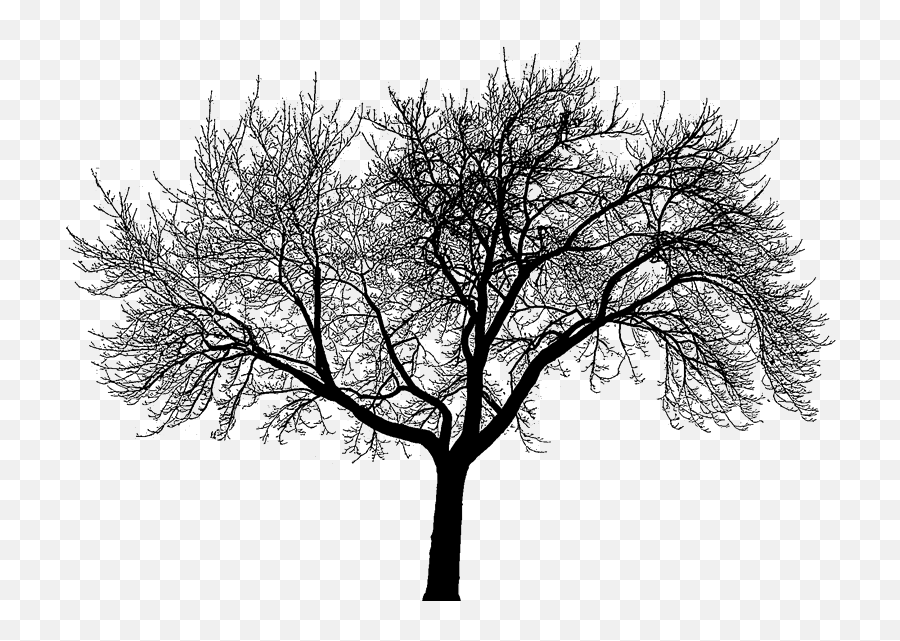 Dead Tree Silhouette Png - Dead Trees Forest Black And White Do You Believe In Fate Or Destiny,Forest Silhouette Png