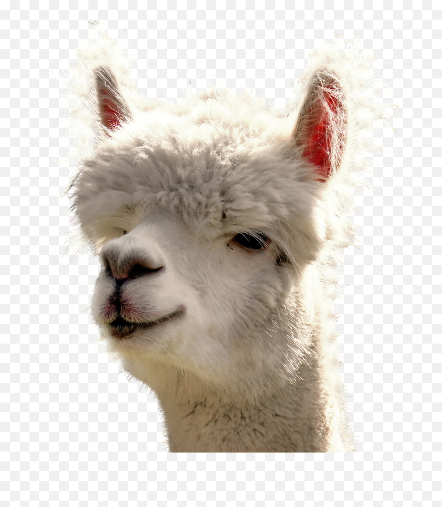 Alpaca Isolated Animal - Alpaca Png,Alpaca Png