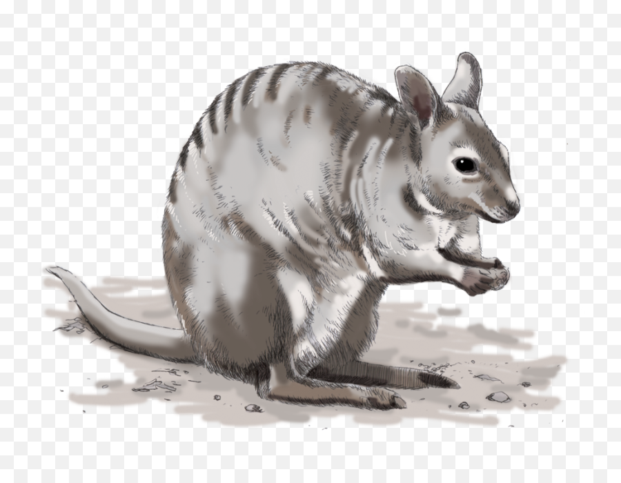 Download Hd Illustrations For Any Media - Armadillo Macropods Png,Armadillo Png