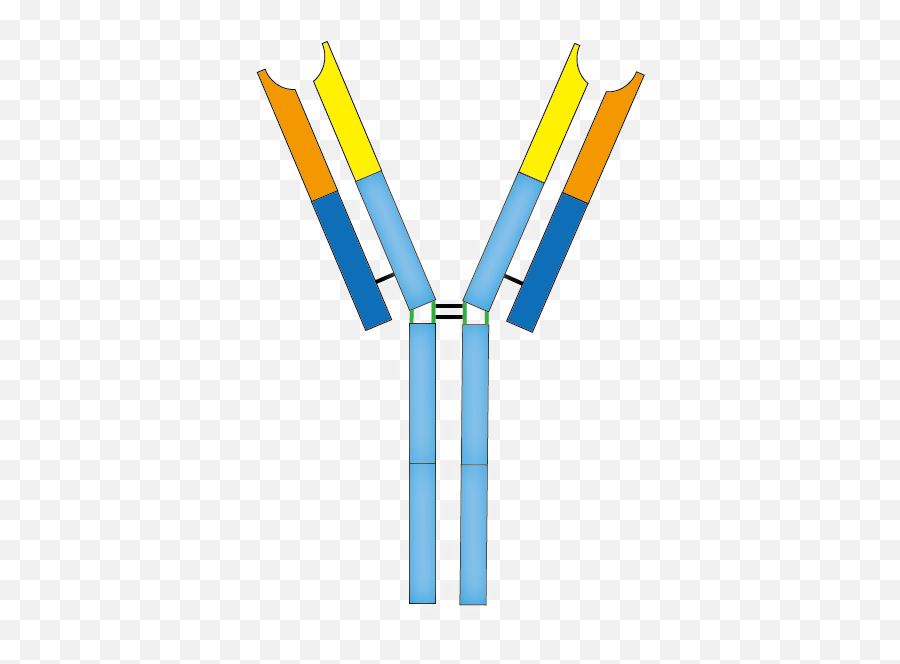 201603 Antibody - Png Clipart Antibody Transparent Png,Antibody Png