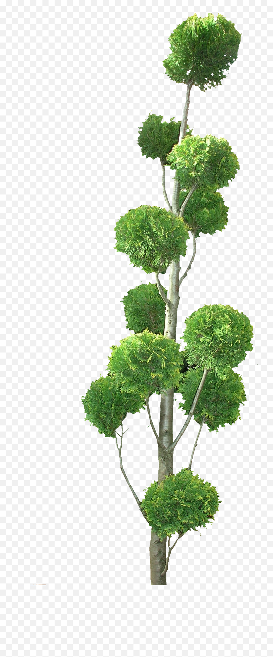 Topiary Tree Png - Topiary Tree Png,Boxwood Png