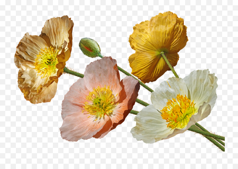 Poppies Iceland Flowers - Flor Amapola De Islandia Png,Poppies Png